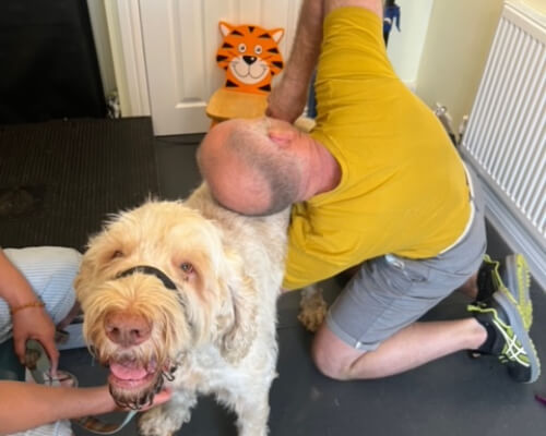 drs-head-on-dog-back