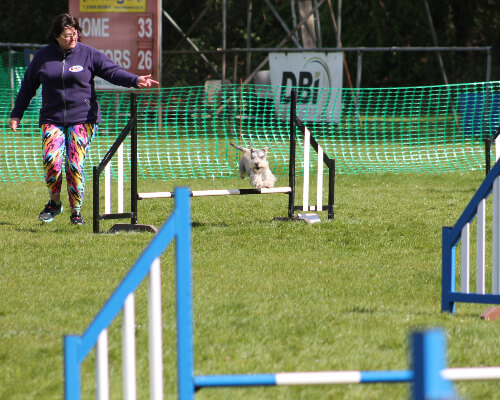 small-dog-agility
