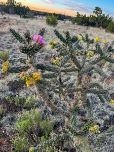 Cholla in bloom