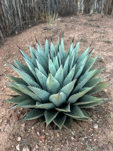 Yucca before bloom