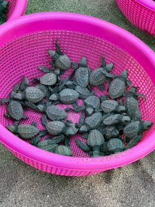 Baby Sea Turtles