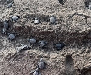 baby sea turtle release 