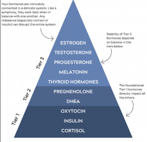 hormone hierarchy