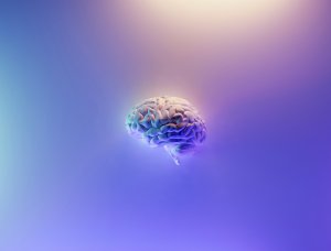 brain model