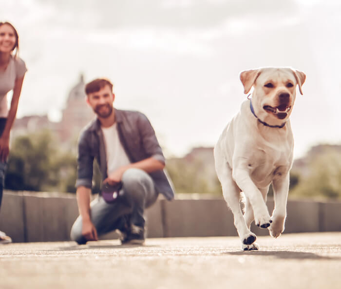 dog running