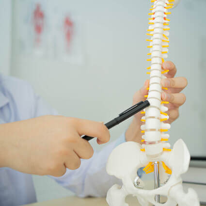 Pointing at model spine with pen