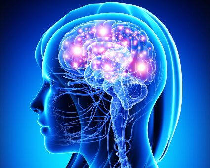 Brains illustration