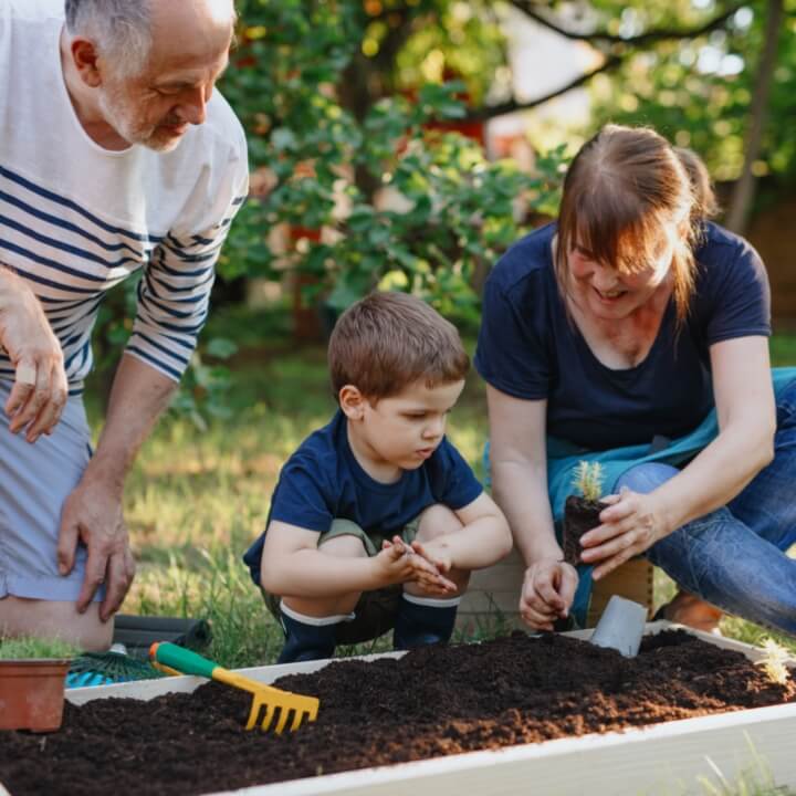 grandparents with kid planting tree