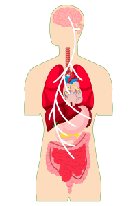 vagus-nerve-effect-600