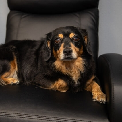 dog sitting on chair