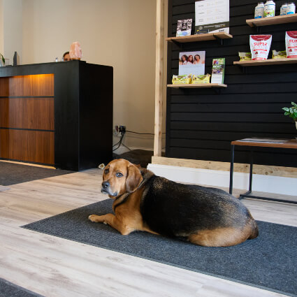 Dog in waiting room
