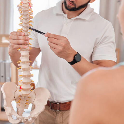 spine model