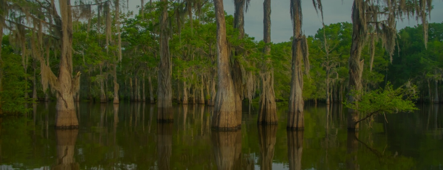 wetland with trees