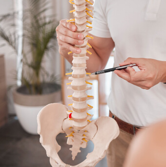 model of a spine