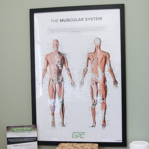Muscular system diagram