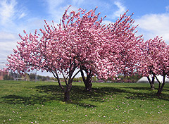 Trees blooming in a field