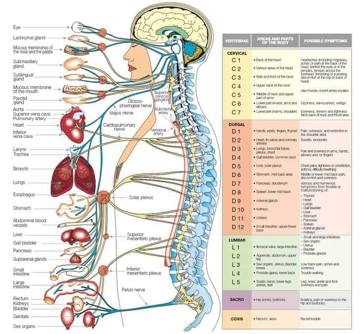 anatomy-organs-human-anatomy