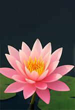 Water Lily