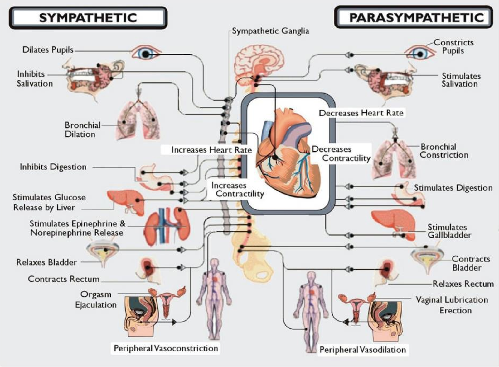 sympathetic-vs-parasympathetic-system-difference