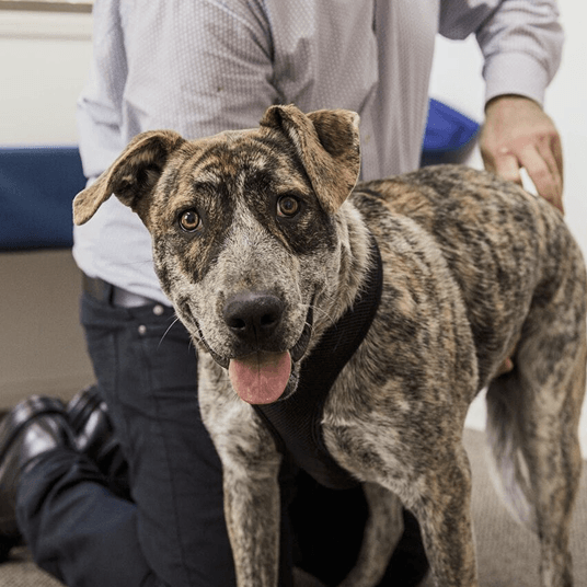 dog having neck adjusted