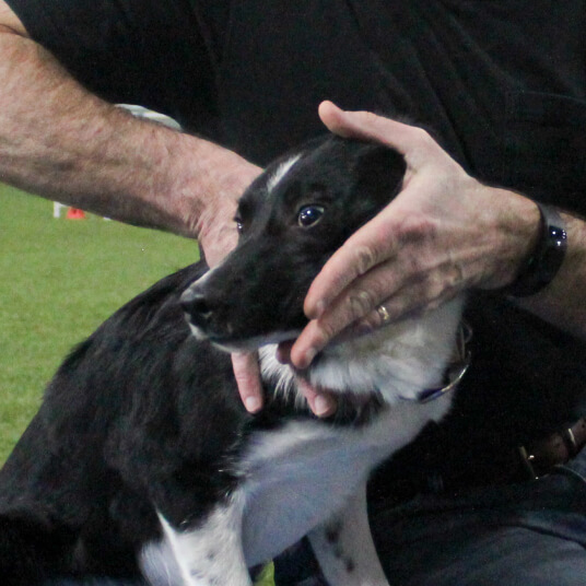 dog having neck adjusted