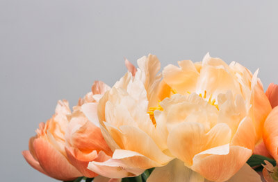 Peony flower