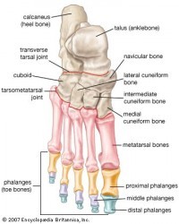 Bones of the feet