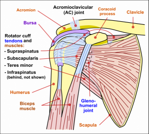 Shoulder Joint Image