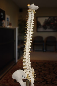 spine