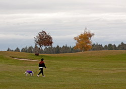 dog-walking-scenery