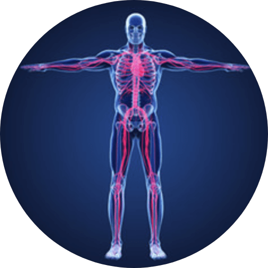 body illustration