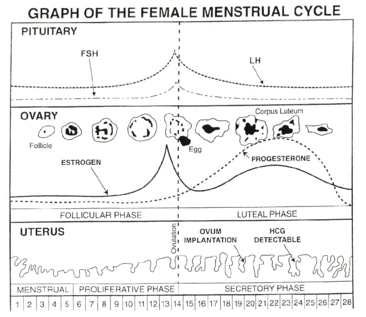 cycle chart