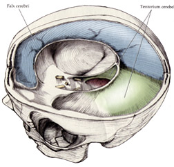 Skull membrane