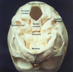 Whole Skull