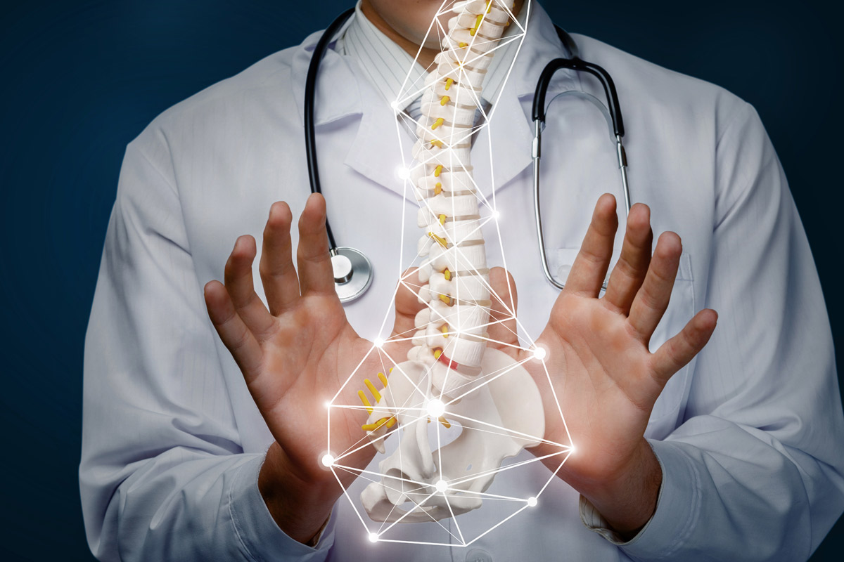 Doctor holding model of a spine