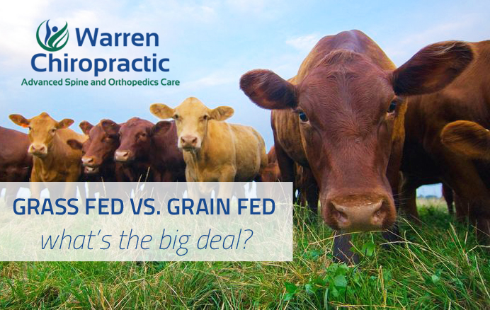 grass fed vs grain fed beef