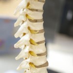 spinal-column