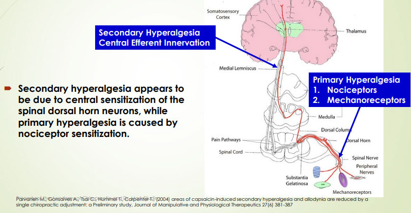 brain-regions