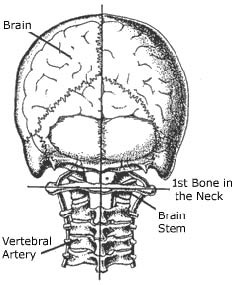 scull and brain diagram