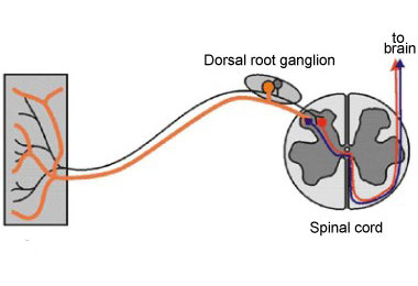 dorsal-root-ganglion-drawing