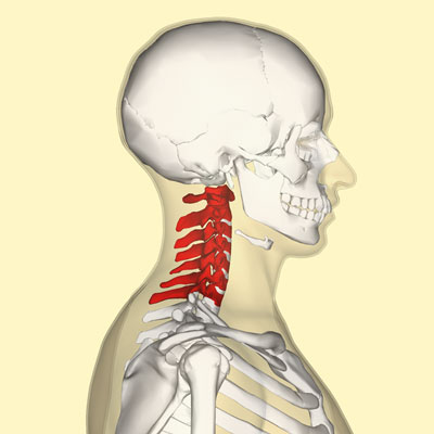 Neck Diagram