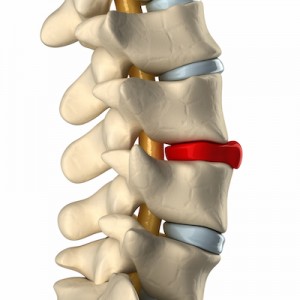 spine