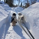 Tucker and Bodhi nonplussed by the volume of snow enveloping them.