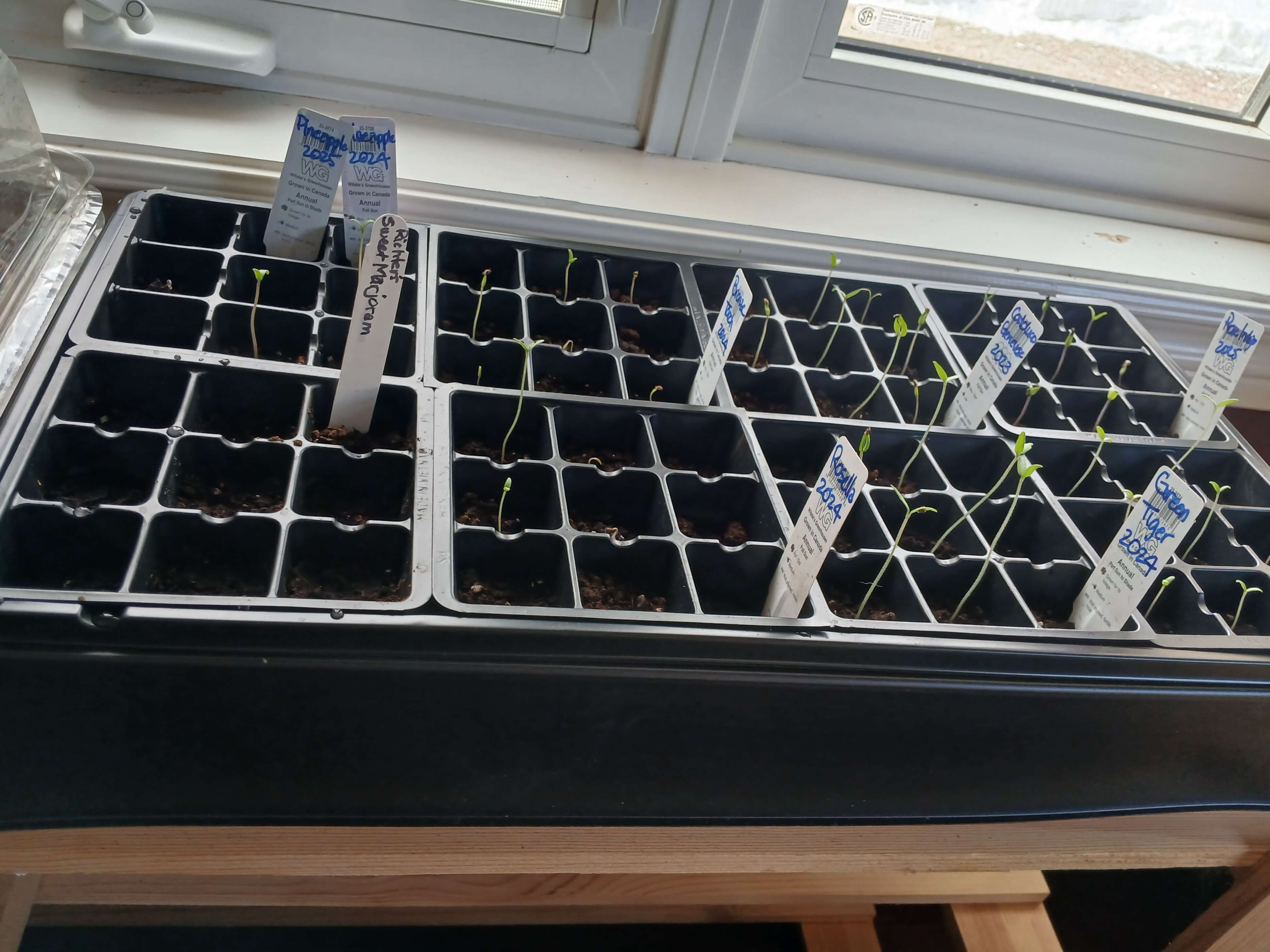 Tomatoes started 5 days ago, Sweet Marjoram yesterday.