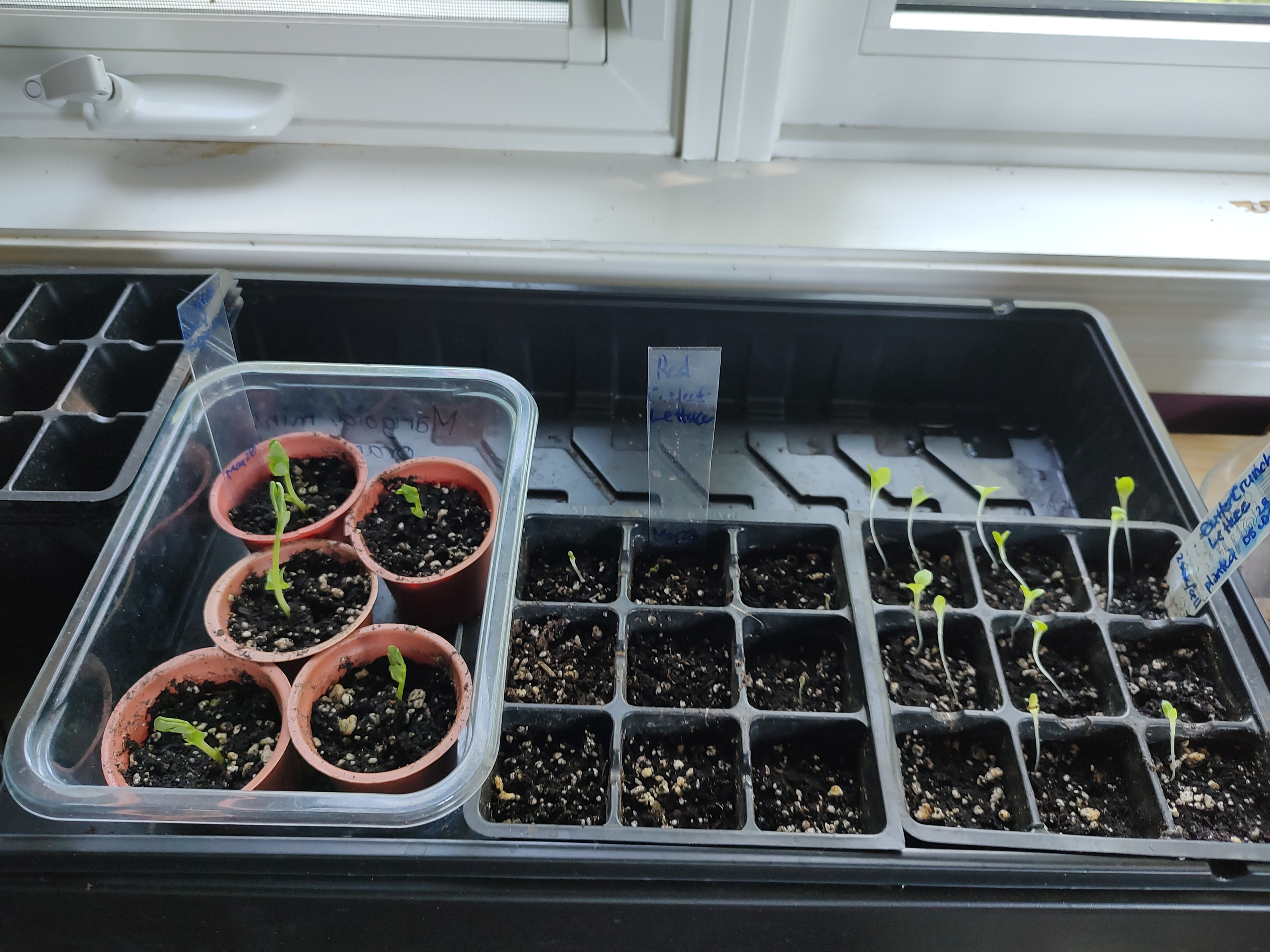 Dwarf Grey Peas and 2 types of leaf cabbage.