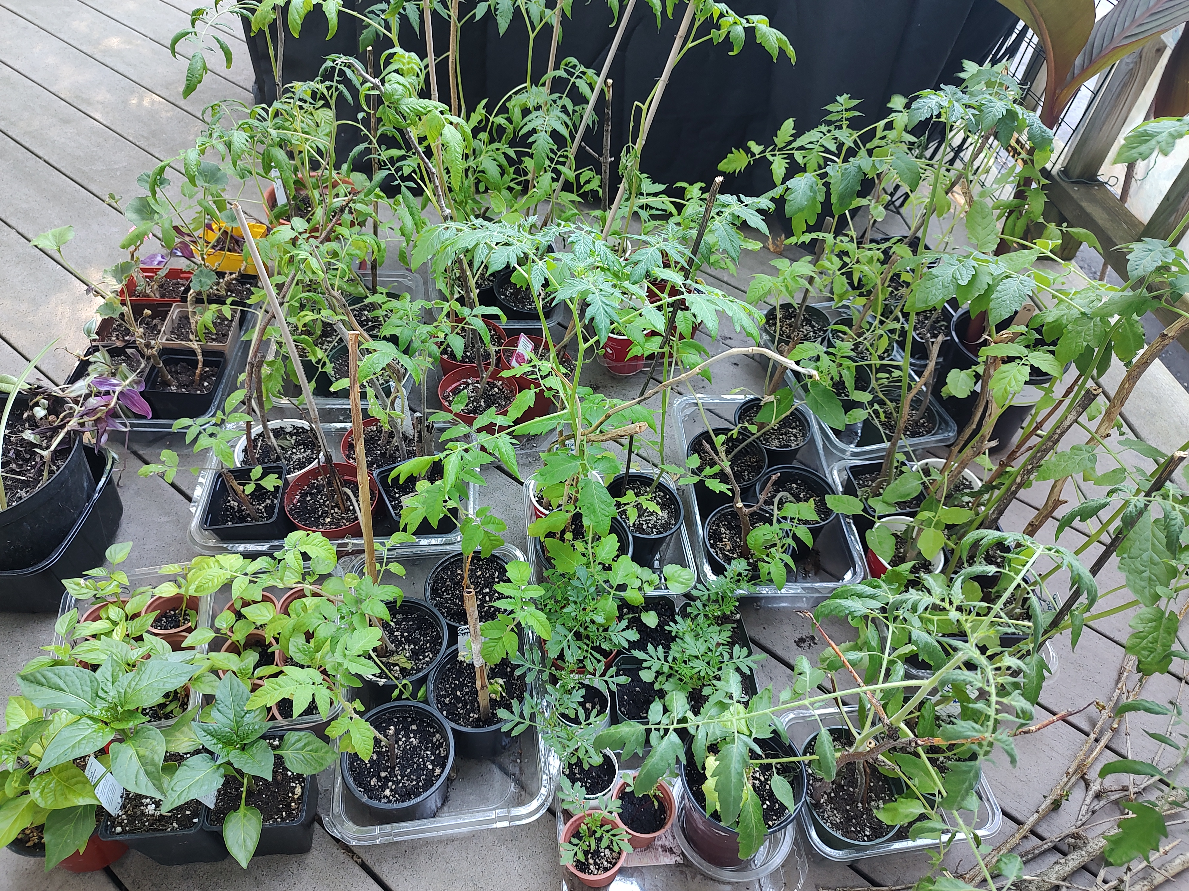 Patiently waiting for their spot in the sun.