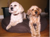 Bodhi and Tucker