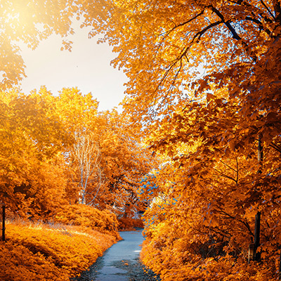 a forested path in autumn with yellow and orange leaves
