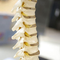 spinal column