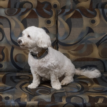office dog sitting on bench